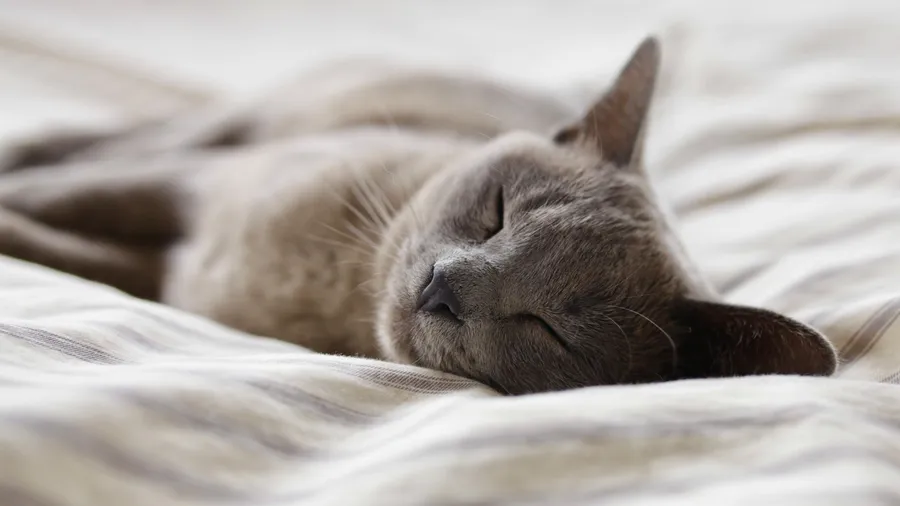 Sweet rest