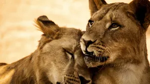Lion & tiger