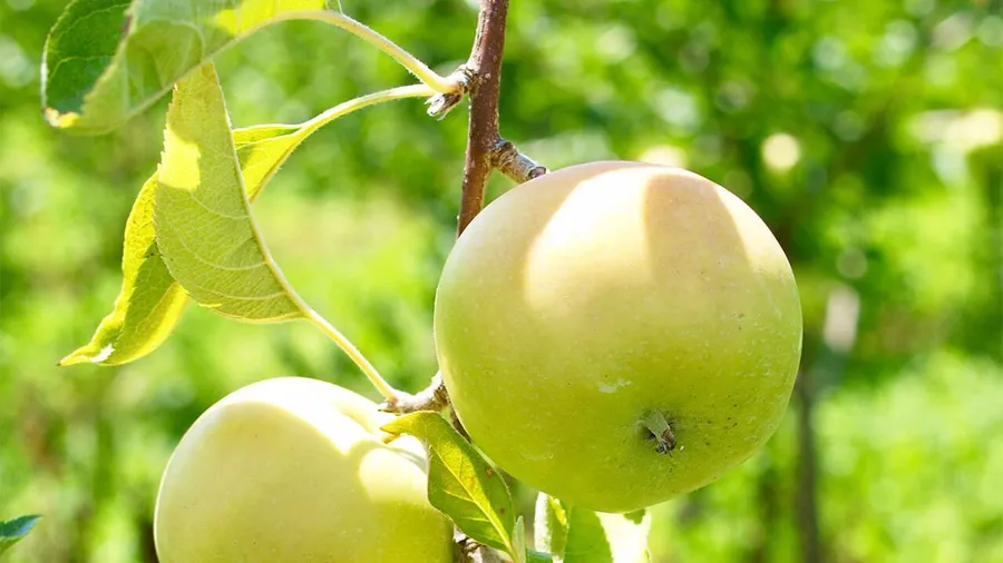 When Eve ate the apple