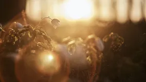 Cleaning out the darkness