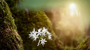 A bright new light emerges