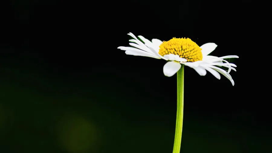 Effortless simplicity