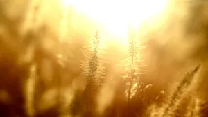 Dream, design, gold & ... God