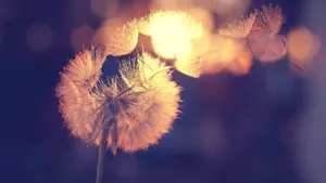 Attack & irreconcilable difference