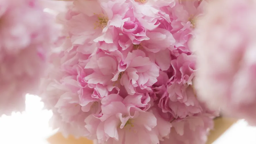 Deep silence: pure love frequency 2