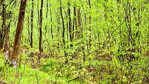 Understand the nature of pain