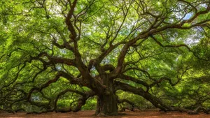 Establishing your own self: the key to peace