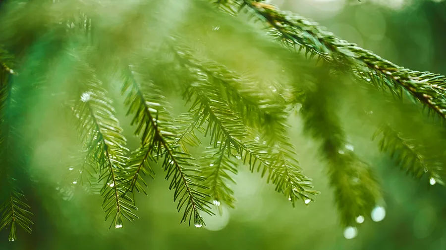 the-axis-of-natures-principles