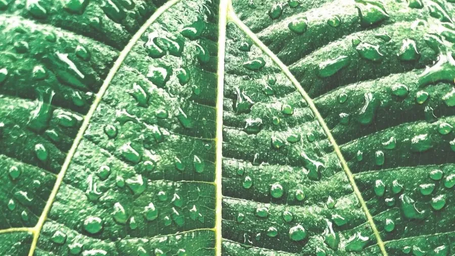Mother Earth connection