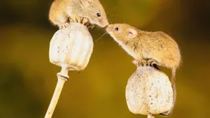Mutual togetherness