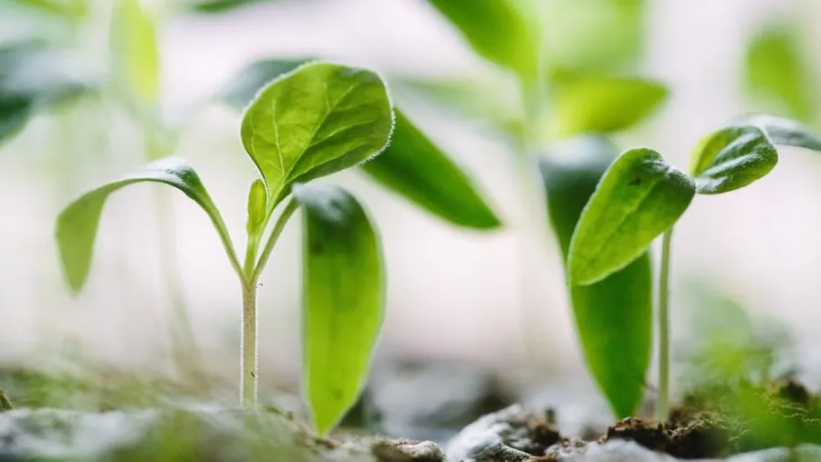 Nature & source connection
