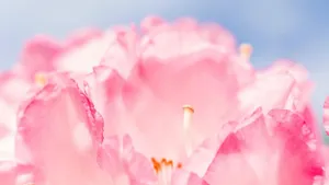 Sex, vibrancy & deletion of abuse